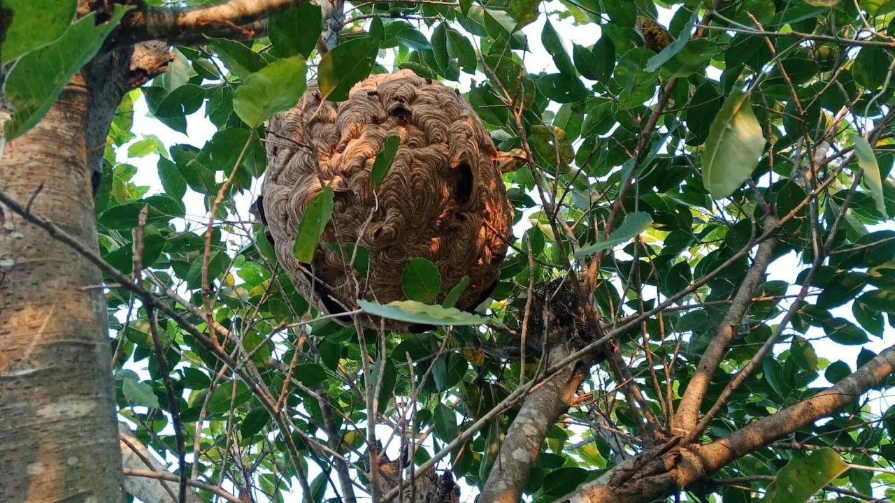 जाजरकोटमा अरिङ्गालले टोकेर एकजनाको मृत्यु