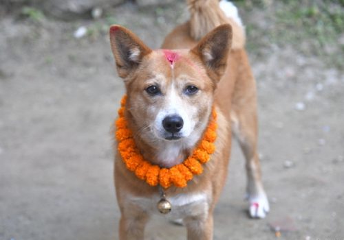 कुकुर तिहार र लक्ष्मीपूजा आज एकै दिन, बिहान कुकुरको पूजा, साँझ लक्ष्मीको आराधना गरि मनाइदै