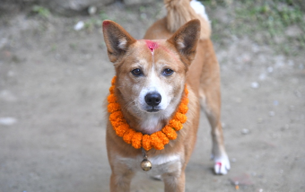 कुकुर तिहार र लक्ष्मीपूजा आज एकै दिन, बिहान कुकुरको पूजा, साँझ लक्ष्मीको आराधना गरि मनाइदै