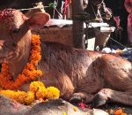 आज कात्तिक शुक्ल प्रतिपदा : गाई,गोरु र गोवर्द्धन पूजा गरिंदै