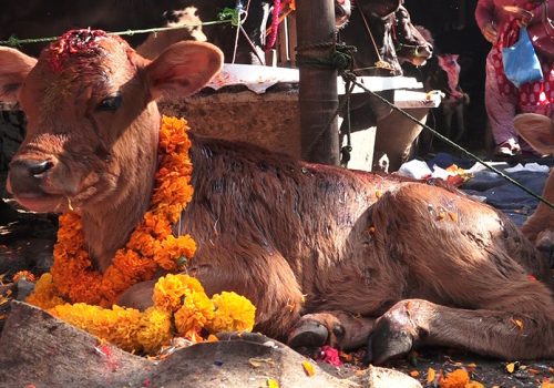 आज कात्तिक शुक्ल प्रतिपदा : गाई,गोरु र गोवर्द्धन पूजा गरिंदै