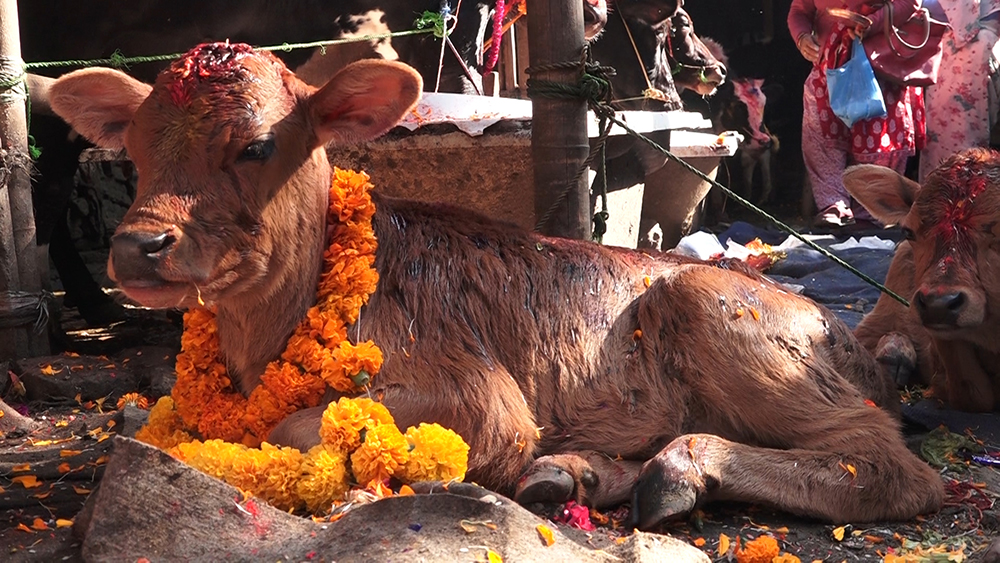 आज कात्तिक शुक्ल प्रतिपदा : गाई,गोरु र गोवर्द्धन पूजा गरिंदै