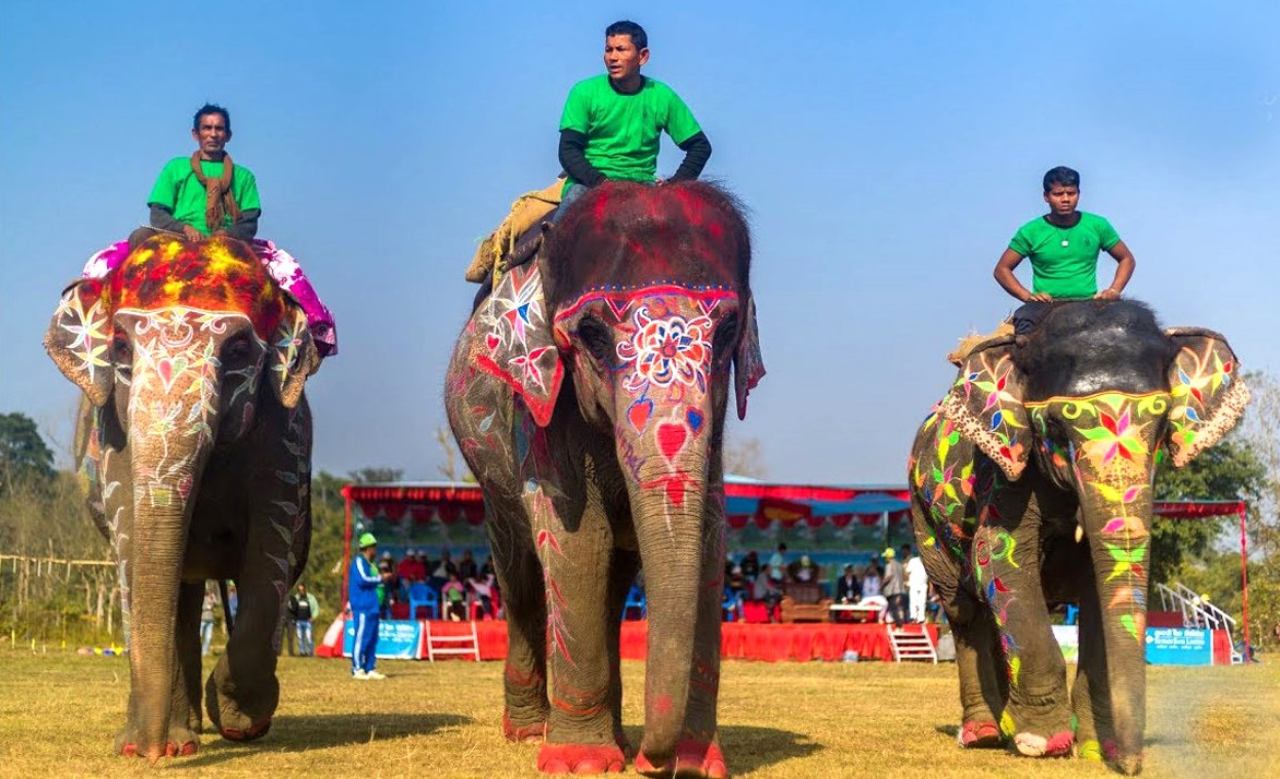 चितवनको सौराहामा आजदेखि हात्ती तथा पर्यटन महोत्सव सुरु हुँदै