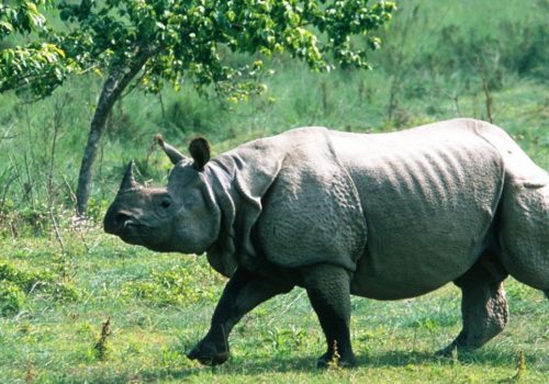 मकवानपुरमा गैँडाले आक्रमण गर्दा एक वृद्धा घाइते