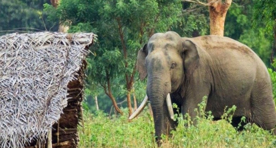 महोत्तरीमा वन नजिकका बस्तीमा जङ्गली हात्तीको उपद्रो