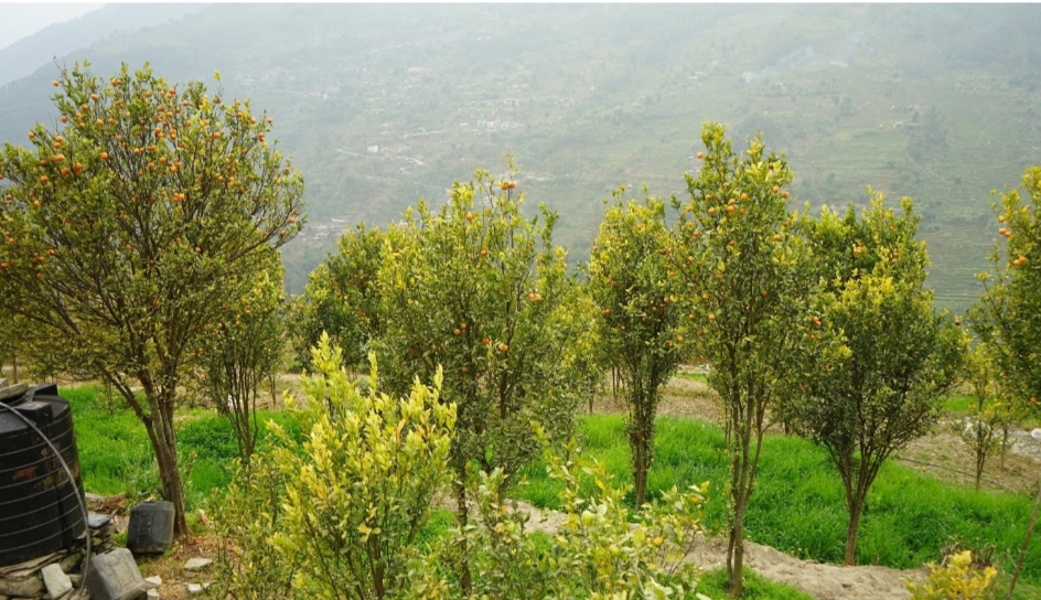 जलवायु परिवर्तनको असर म्याग्दीको मौवाफाँट सुन्तलाखेतीमा