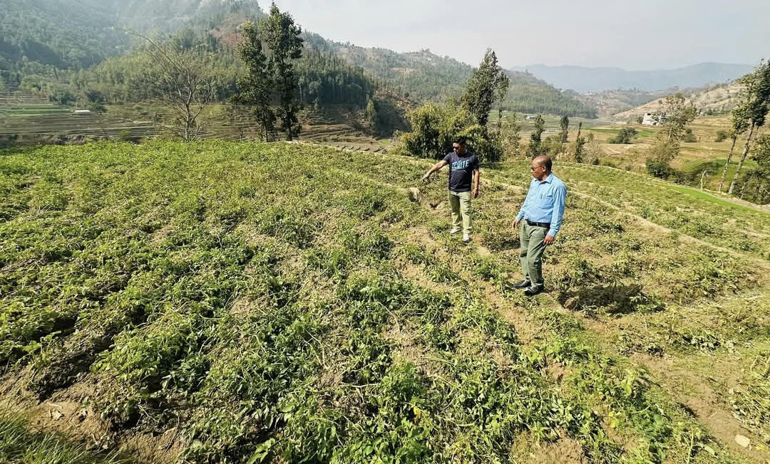 गजुरी-६,को रिमालटार फाँटमा वडा अध्यक्ष तामाङ सहितको टोलिले व्यावसायिक रुपमा आलु खेती सुरु गरे